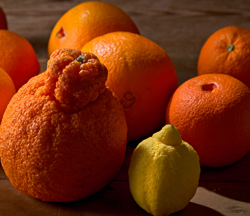 sumocitrus